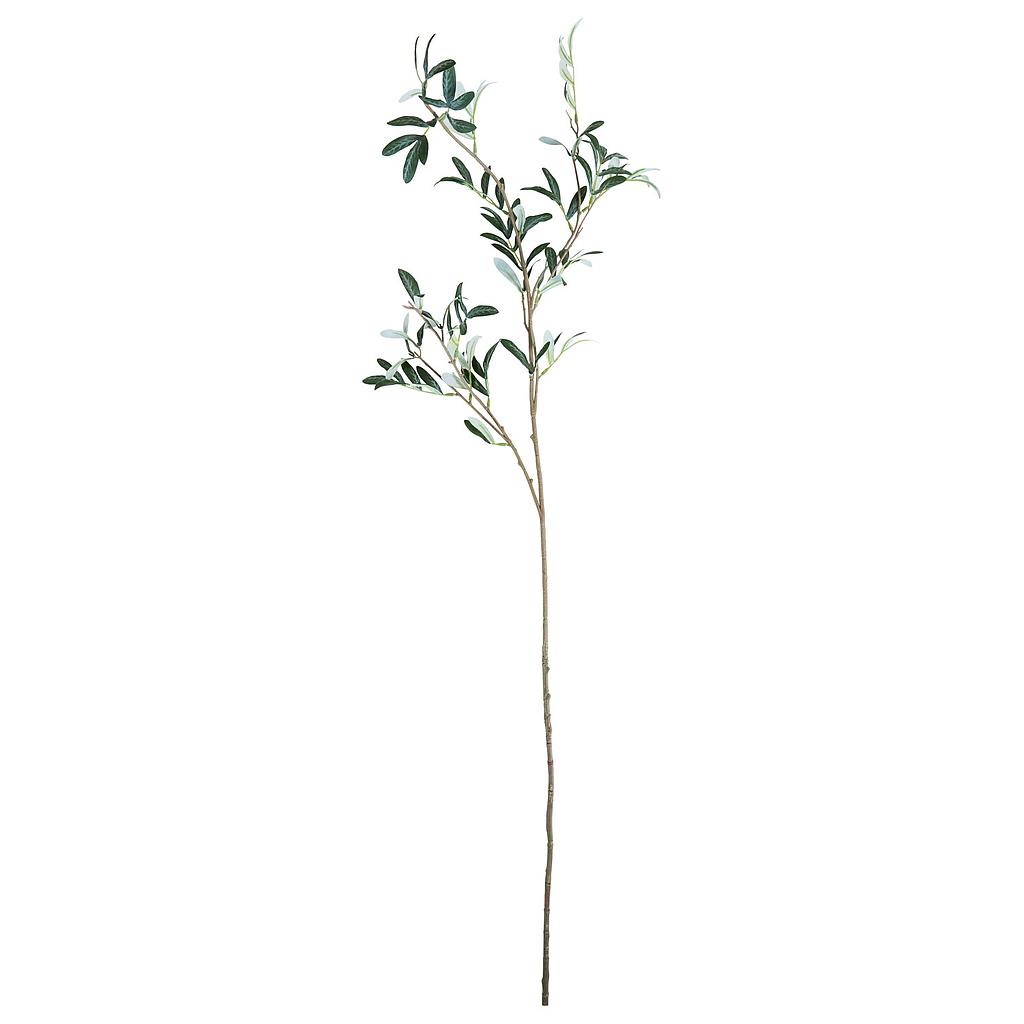 Olivenzweig green