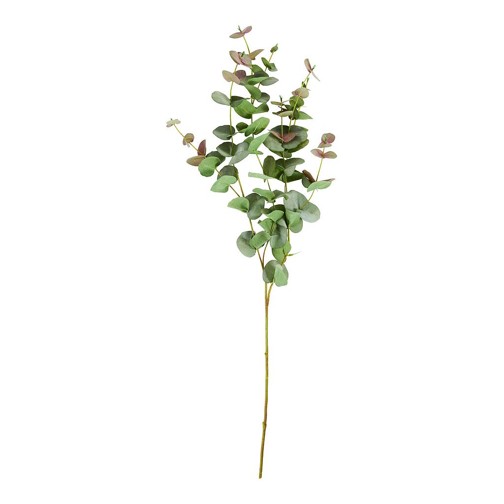 Eucalyptuszweig grün