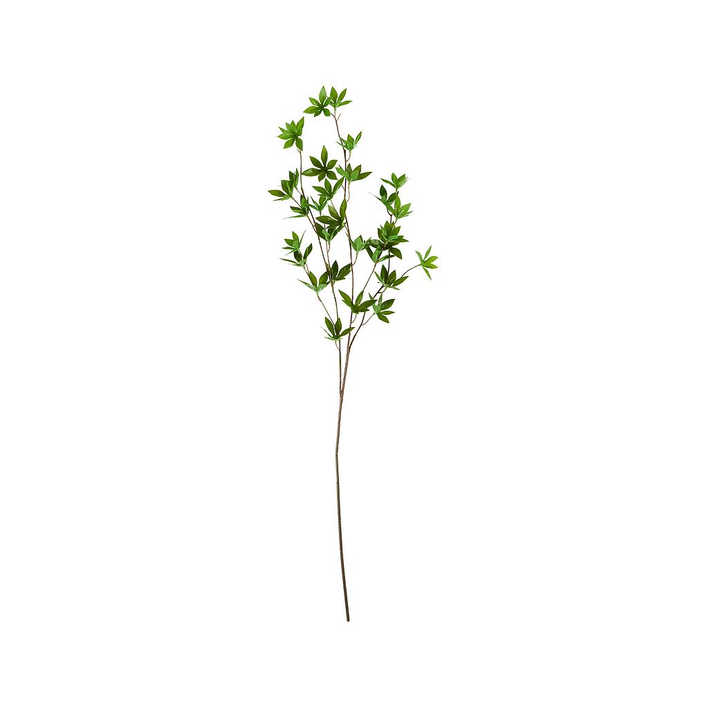Zweig Japonica grün