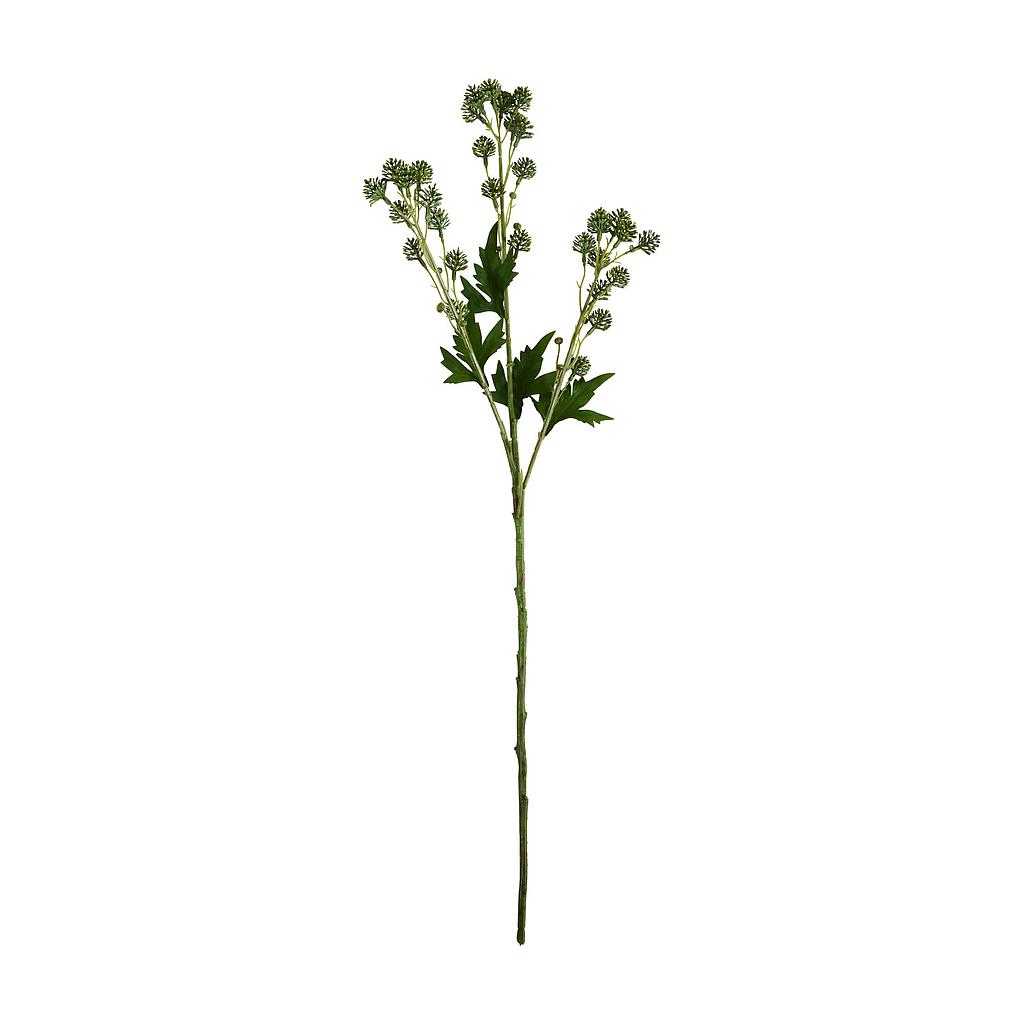 Zweig Sedum grün