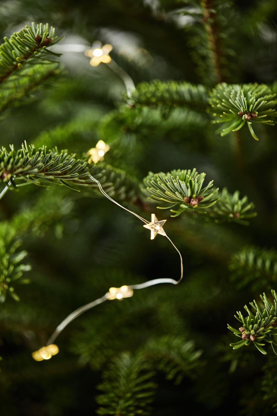 Lichterkette  50 Sterne für Innen