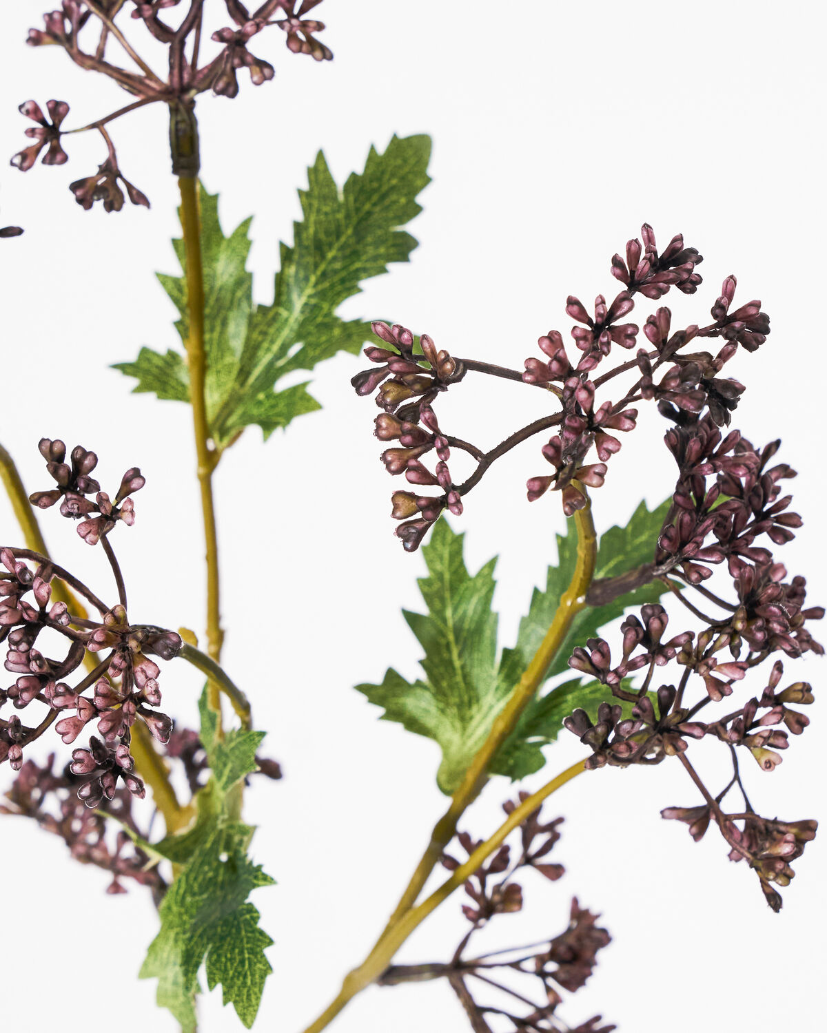 Zweig Meadow Burgundy