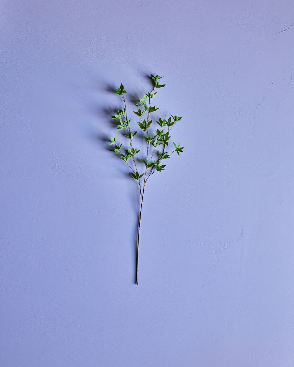 Zweig Japonica grün
