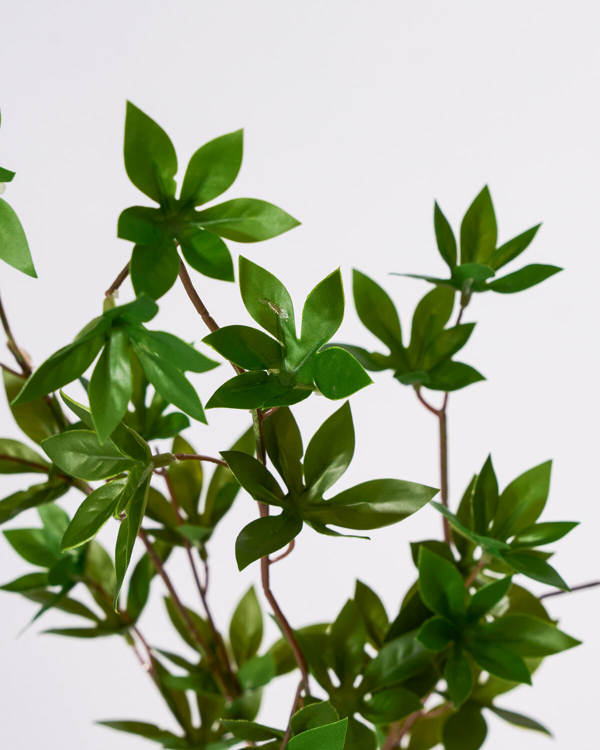 Zweig Japonica grün