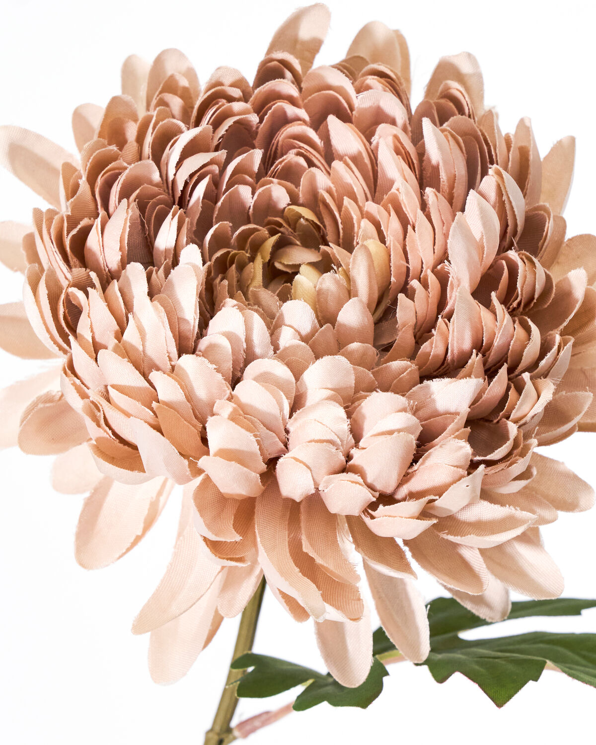 Chrysanthemen Dusty Rose