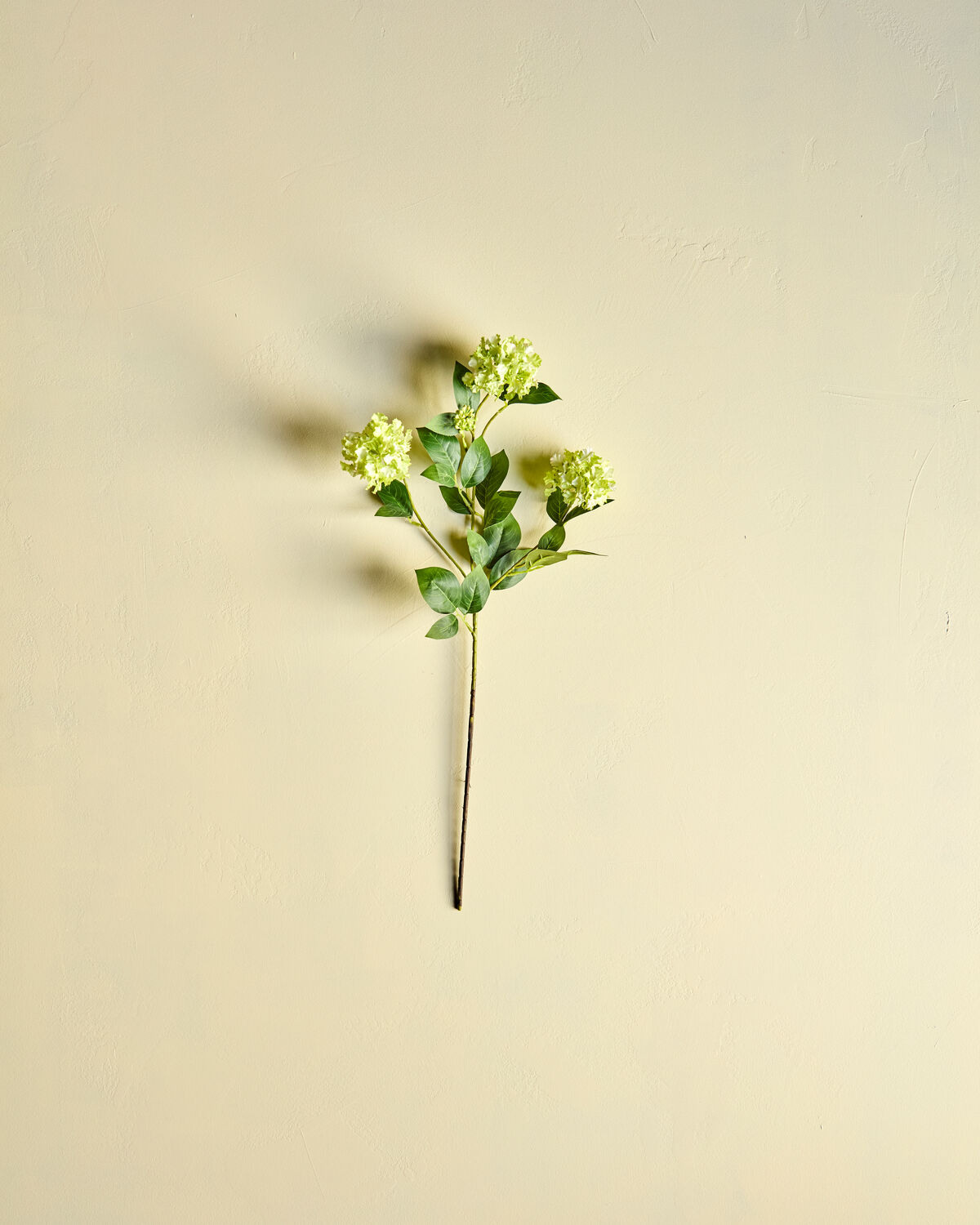 Zweig Viburnum grün