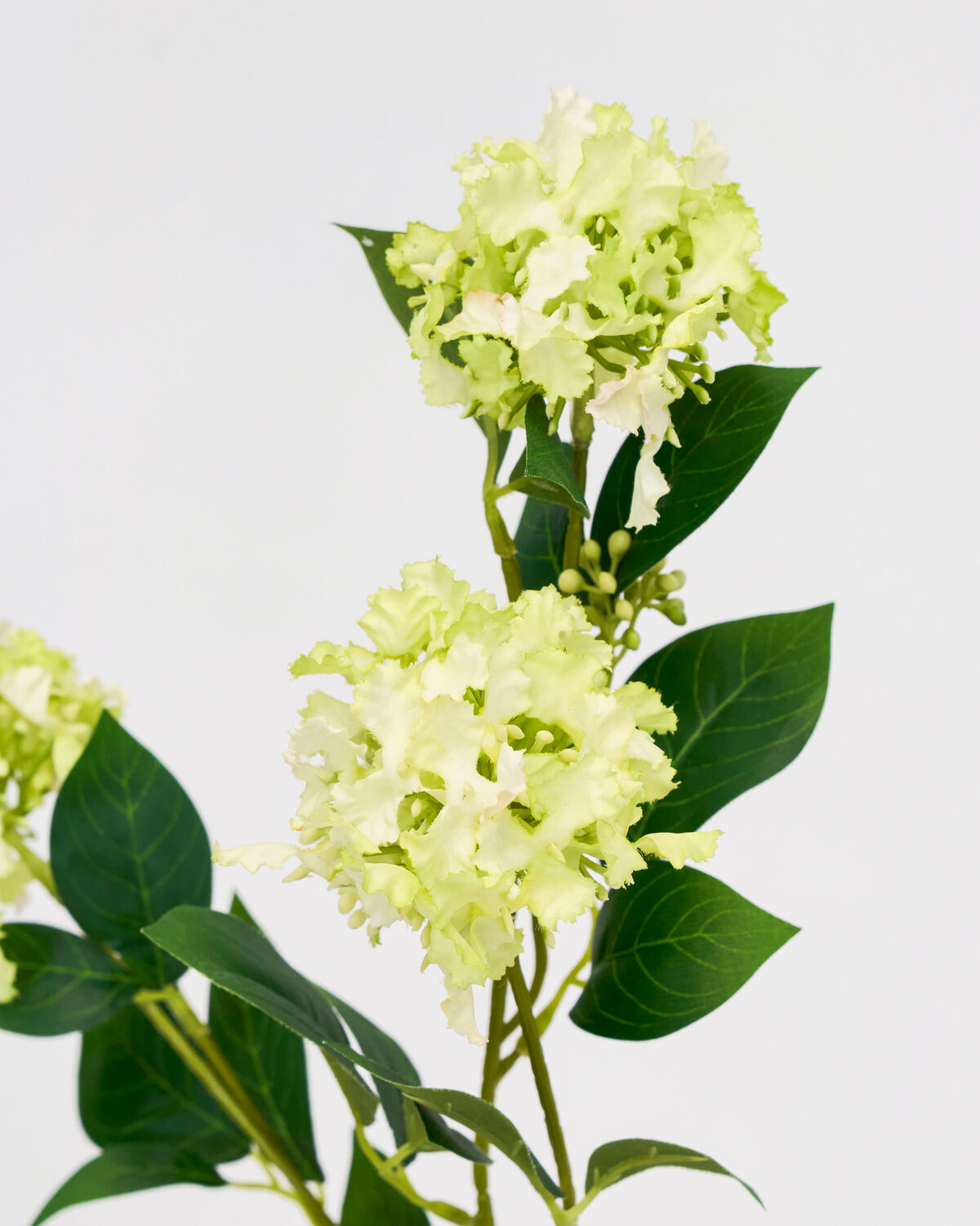 Zweig Viburnum grün
