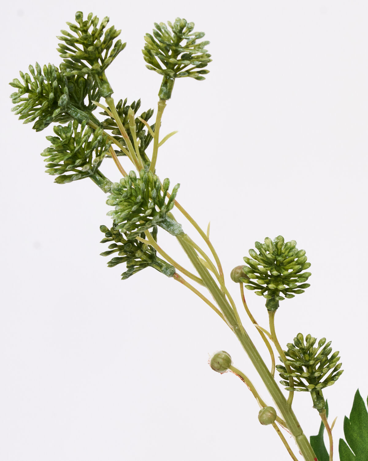 Zweig Sedum grün