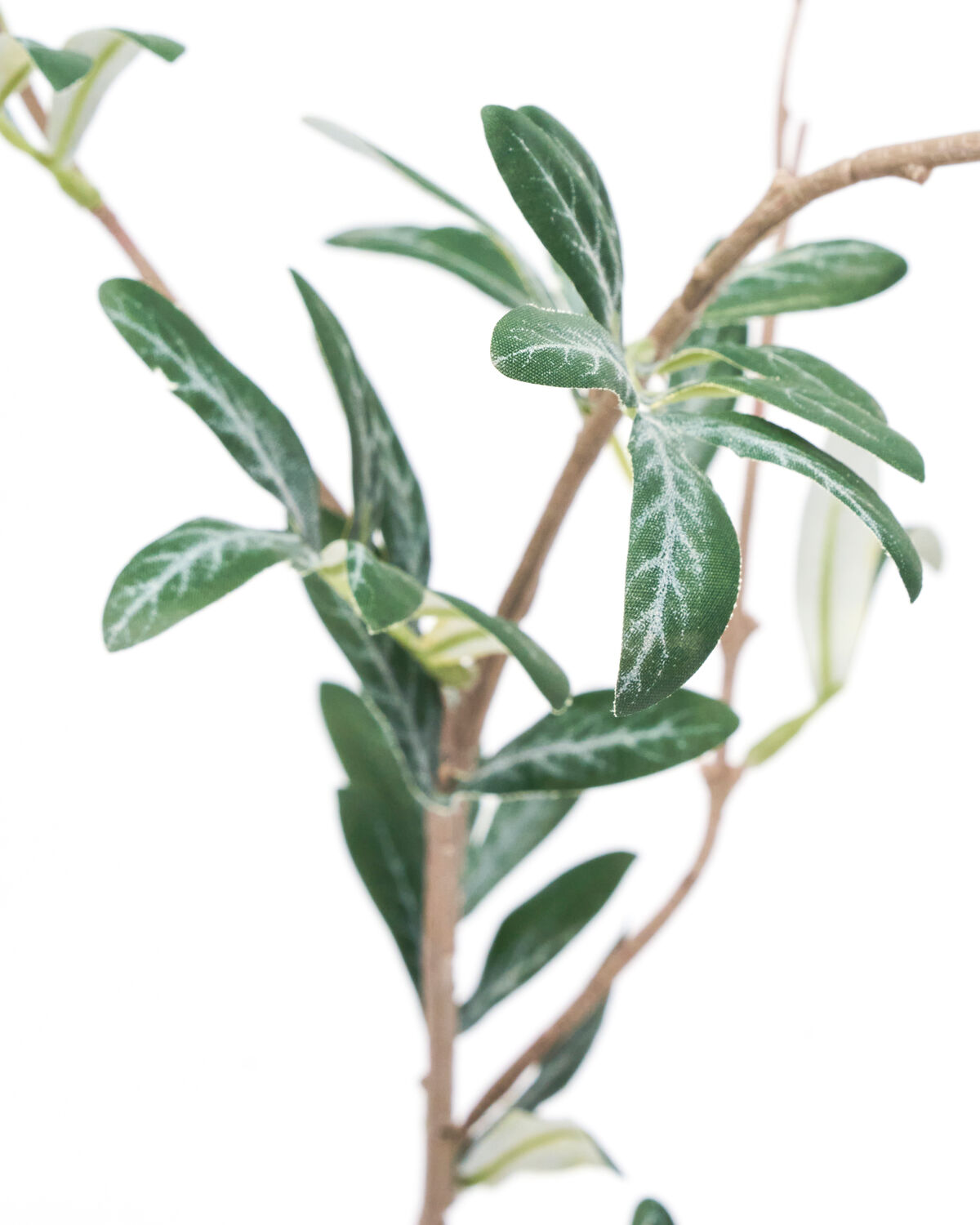 Olivenzweig green